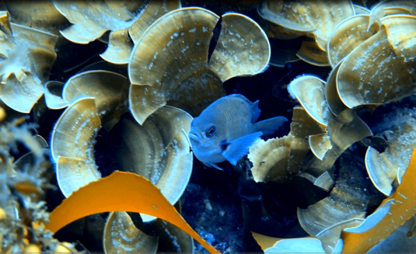 8a50d5b072b467115eced91bf4413ca22fae5248modp.png